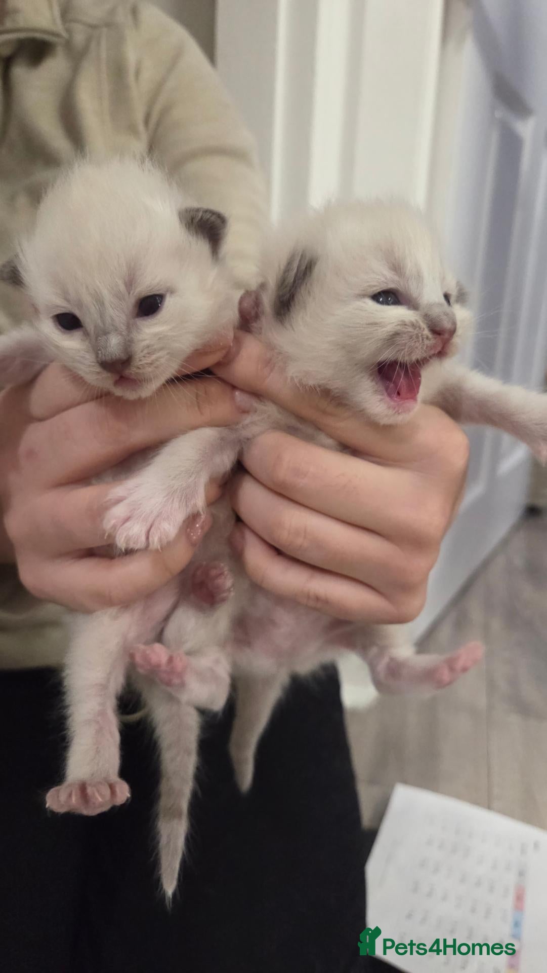 Ragdoll cats for sale: Ragdoll kittens ready for december - Advert 2