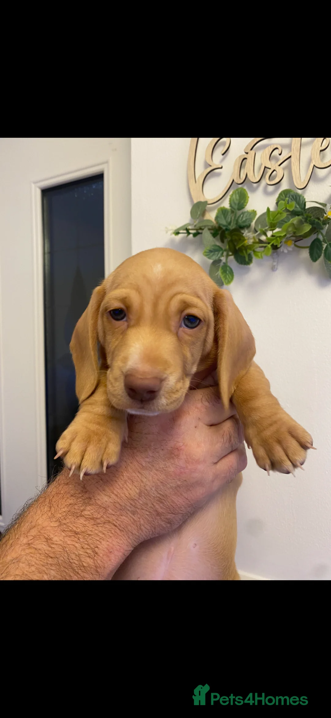 Dachshund dogs for sale: Miniature short hair dachshunds in Sunderland - Advert 6