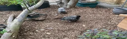 Chickens poultry for sale: Wyandotte Bantams Silver Laced in Crediton - Advert 9