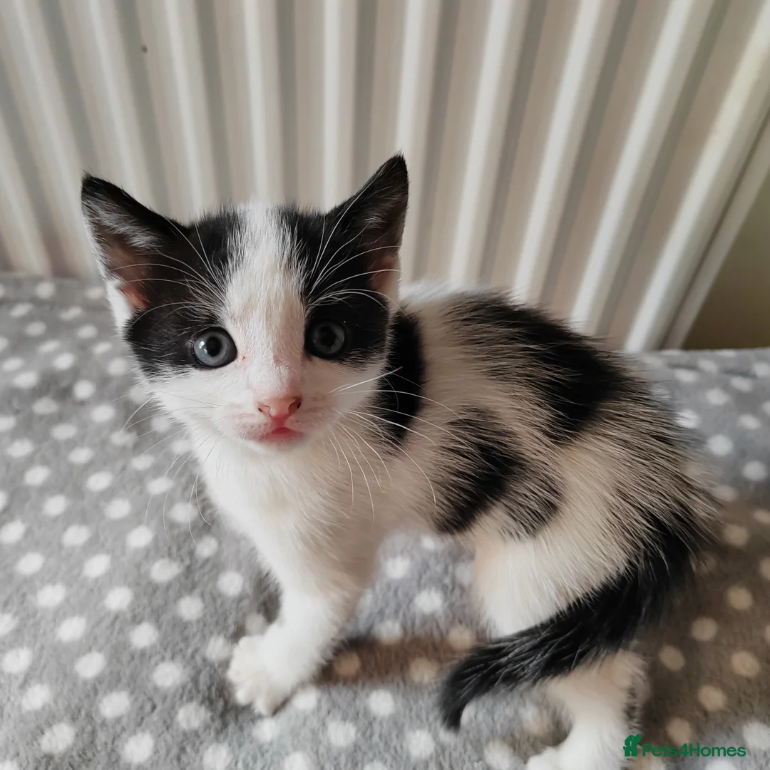 Mixed Breed cats for sale: Gorgeous kittens - Advert 11