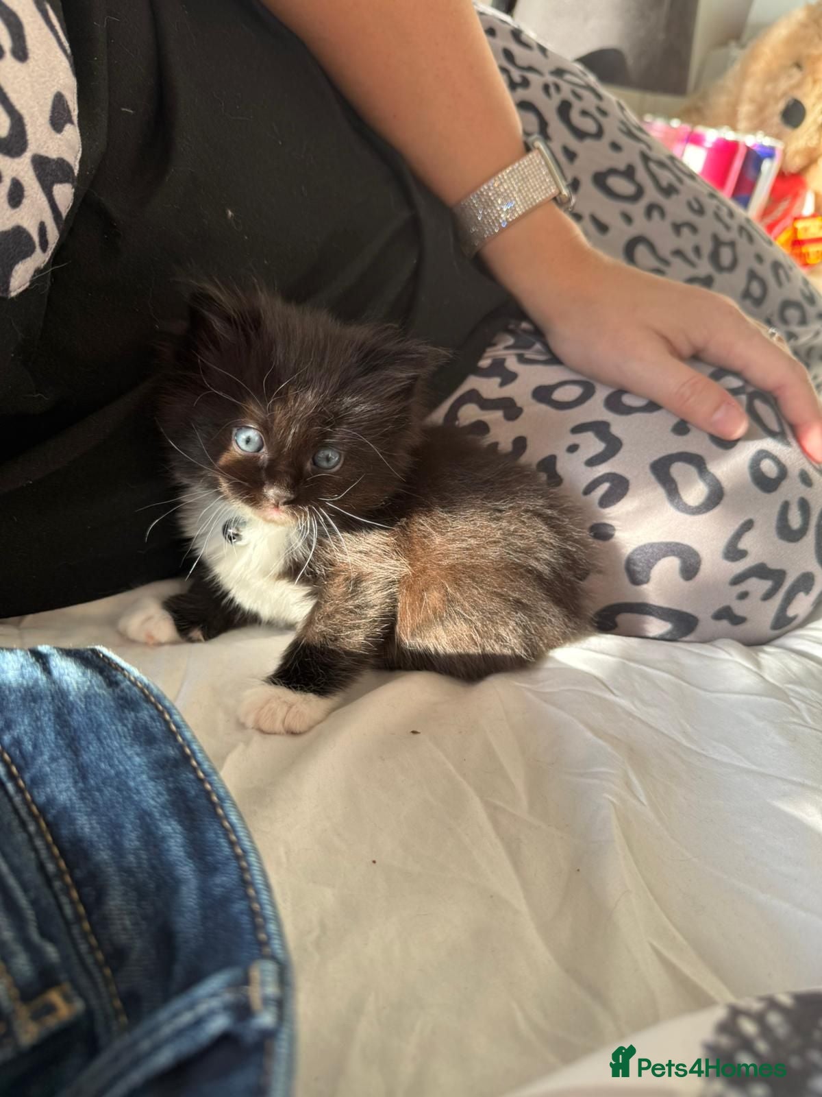 Mixed Breed cats Gorgeous 1/4 ragdoll kittens - Advert 3
