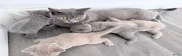 British Shorthair cats for sale: outstanding British shorthair kittens - Advert 3