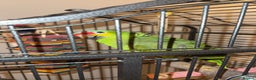 Parrots birds for sale: Amazon Red Lored - Advert 1