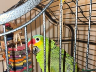 Parrots birds Amazon Red Lored - Advert 1