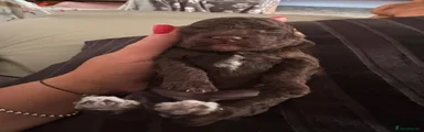 Cockapoo Puppy 4 (bueno)