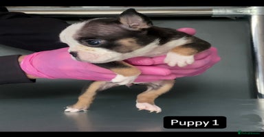 English Bulldog dogs - Advert 3