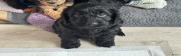 Cockapoo dogs for sale: Cockapoo puppies *1 left* - Advert 7