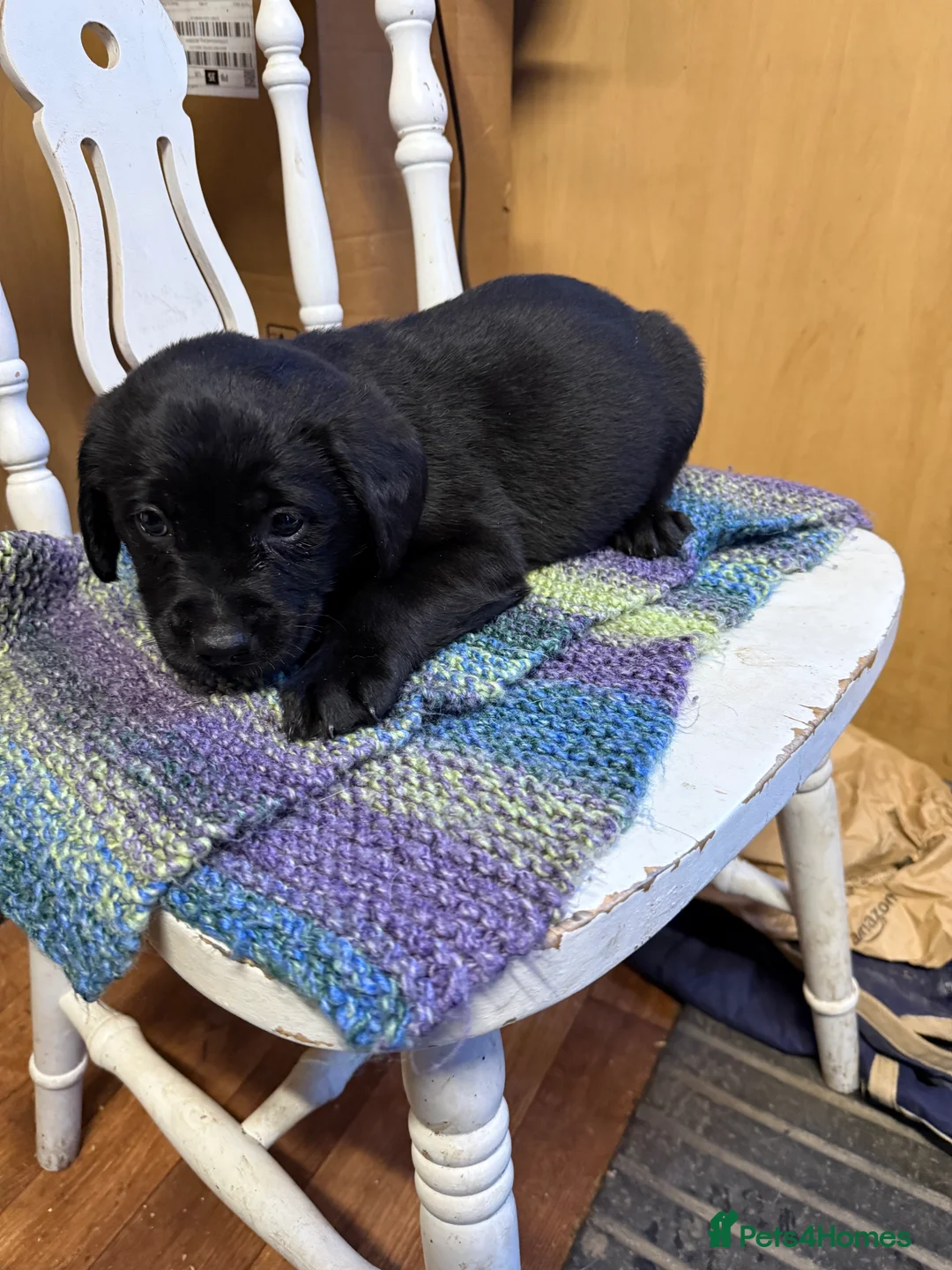 Labrador Retriever dogs for sale: 4 stunning black lab puppies - Advert 11