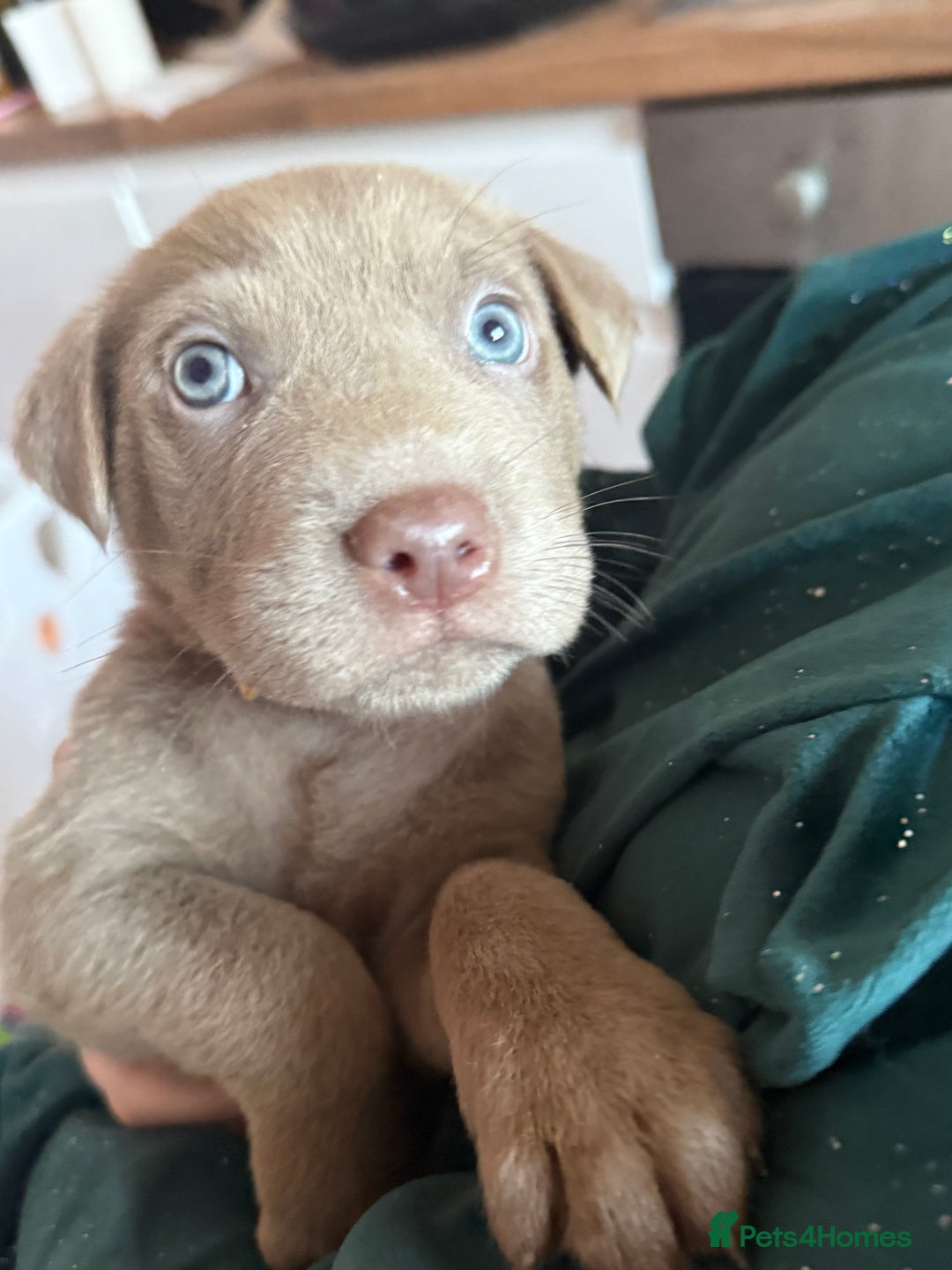 Mixed Breed dogs for sale: Ready 12 Jan Sharpei x Rhodesian ridgeback Hybrid - Advert 4