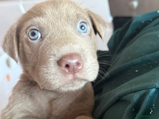 Mixed Breed dogs Sharpei x Rhodesian ridgeback Hybrid - Advert 6