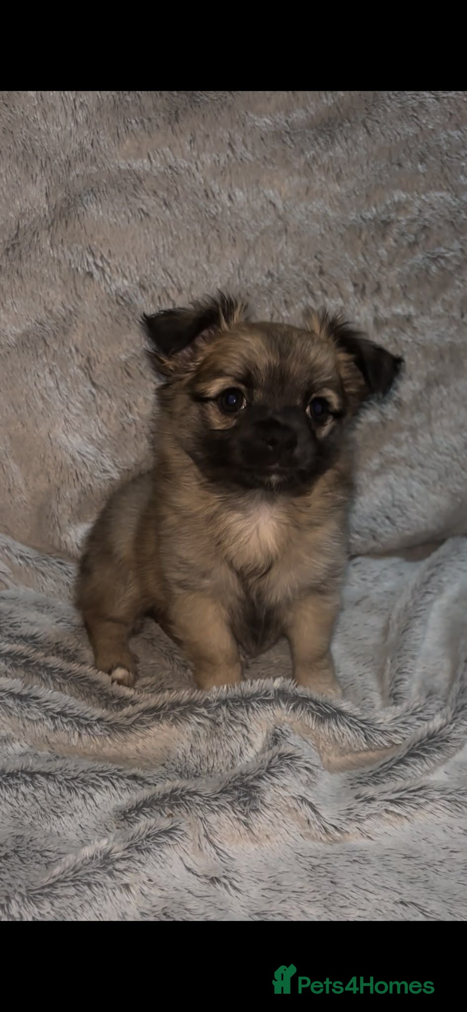 Pomchi dogs Beautiful Pomchi puppies  - Advert 5