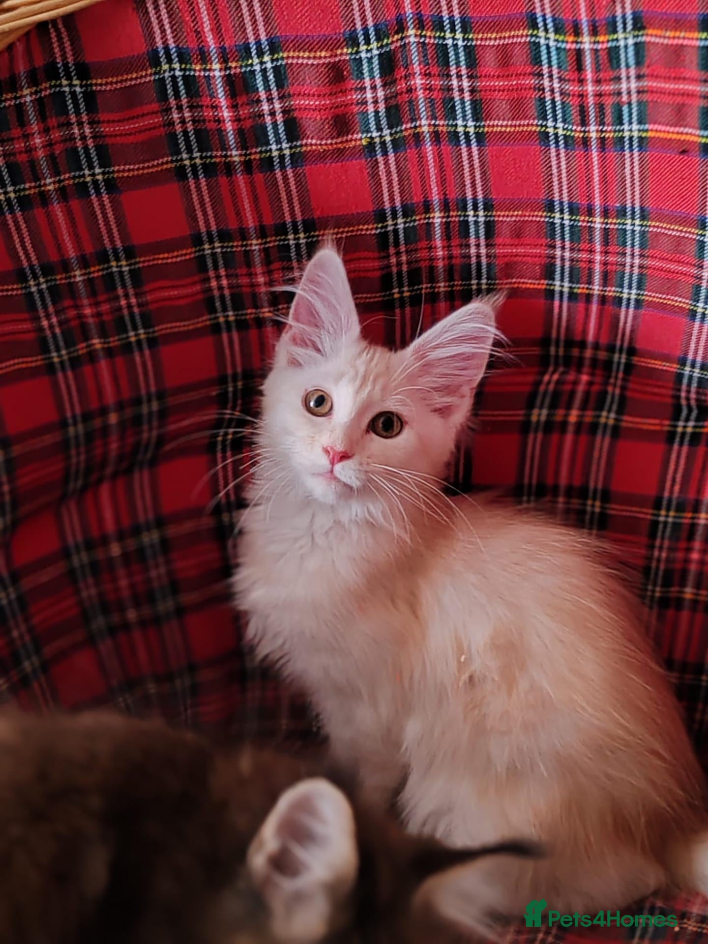 Maine Coon cats Russian bloodline Maine coon kittens - Advert 1