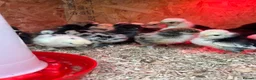 Mixed Breed poultry for sale: Ducks, ducklings, pullets, chicks - Advert 10