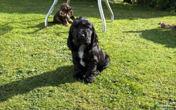 Cocker Spaniel dogs for sale: Stunning KC Show Type Cocker Spaniels - Image 3