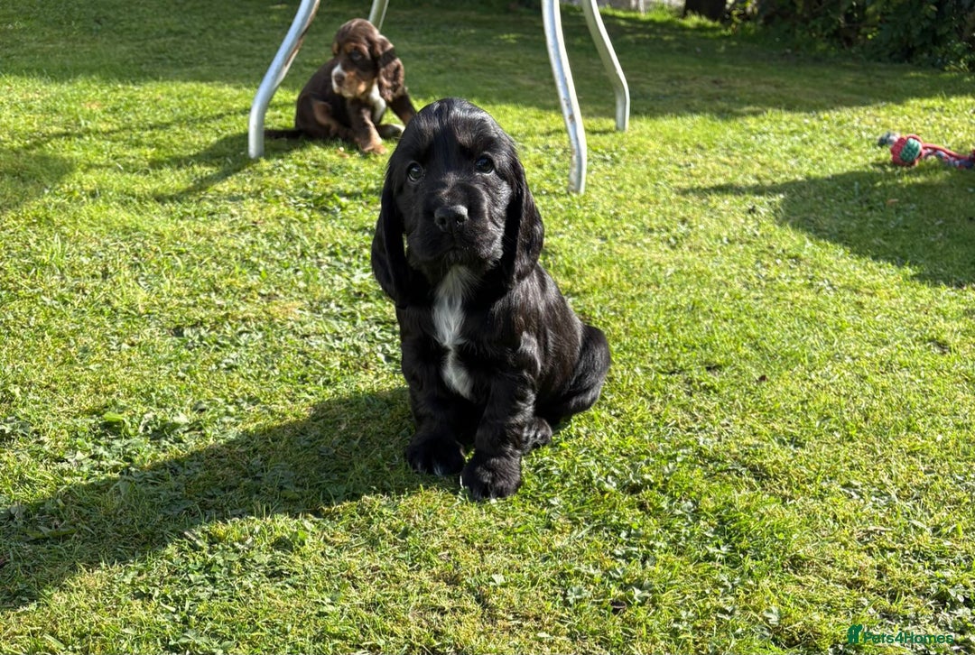 Cocker Spaniel dogs for sale: Stunning KC Show Type Cocker Spaniels - Image 3