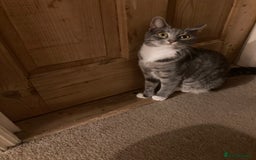 British Shorthair cats for sale: Misty & Bella - Image 6