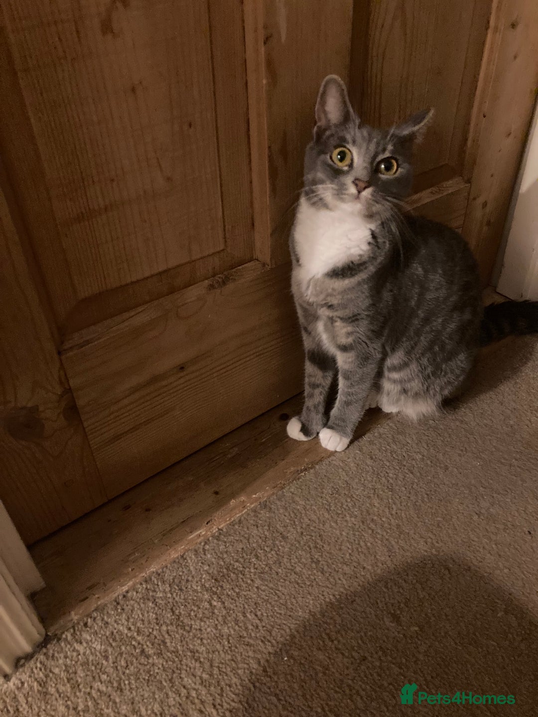 British Shorthair cats for sale: Misty & Bella - Image 6