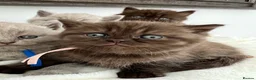 British Shorthair cats for sale: British Shorthair-Longhair  - Advert 5