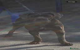 Cane Corso dogs for stud: Cane Corso male stud  - Image 8