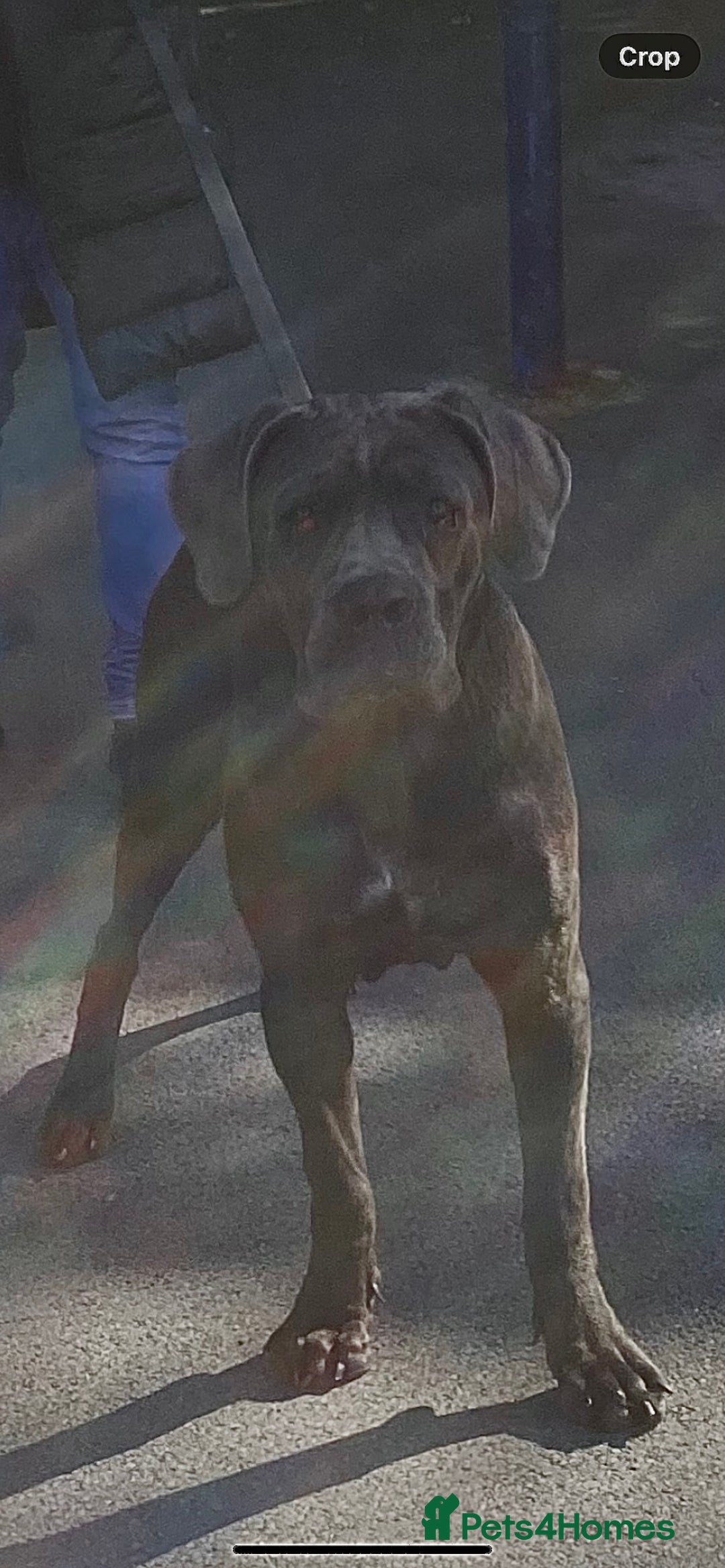 Cane Corso dogs for stud: Cane Corso male stud  - Image 8