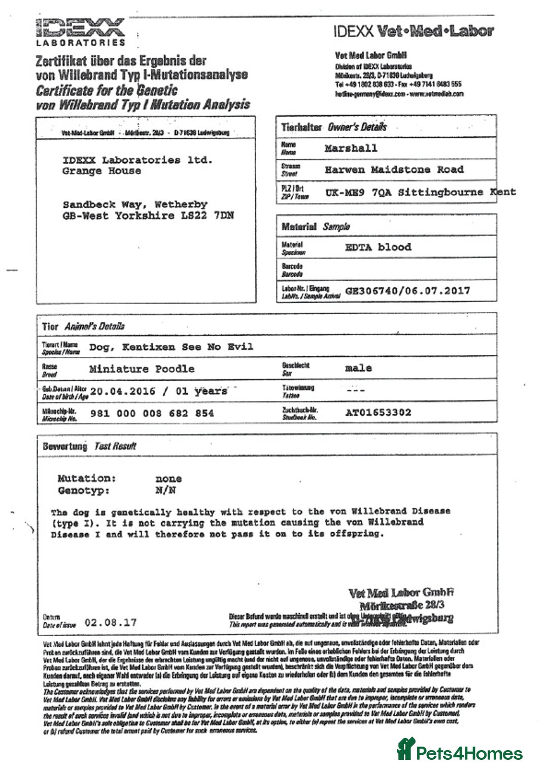 Miniature Poodle dogs for stud: KC health tested by 5* breeder / police K9 trainer - Advert 6