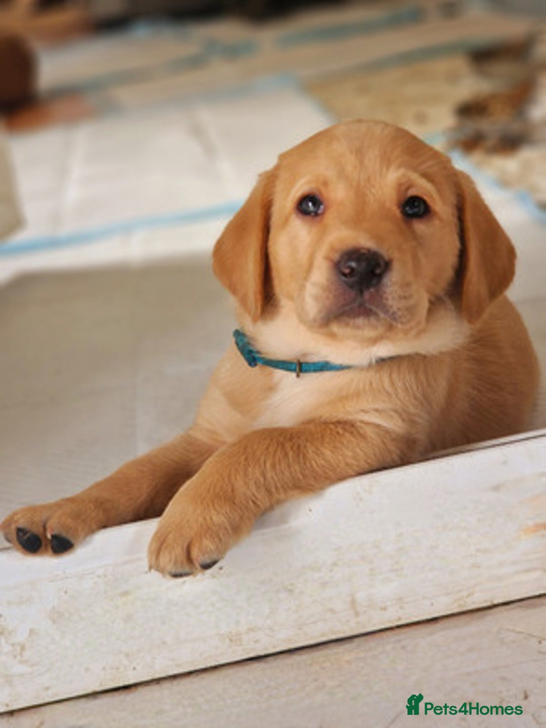 Labrador Retriever dogs for sale: health checked labrador retriever - Advert 3