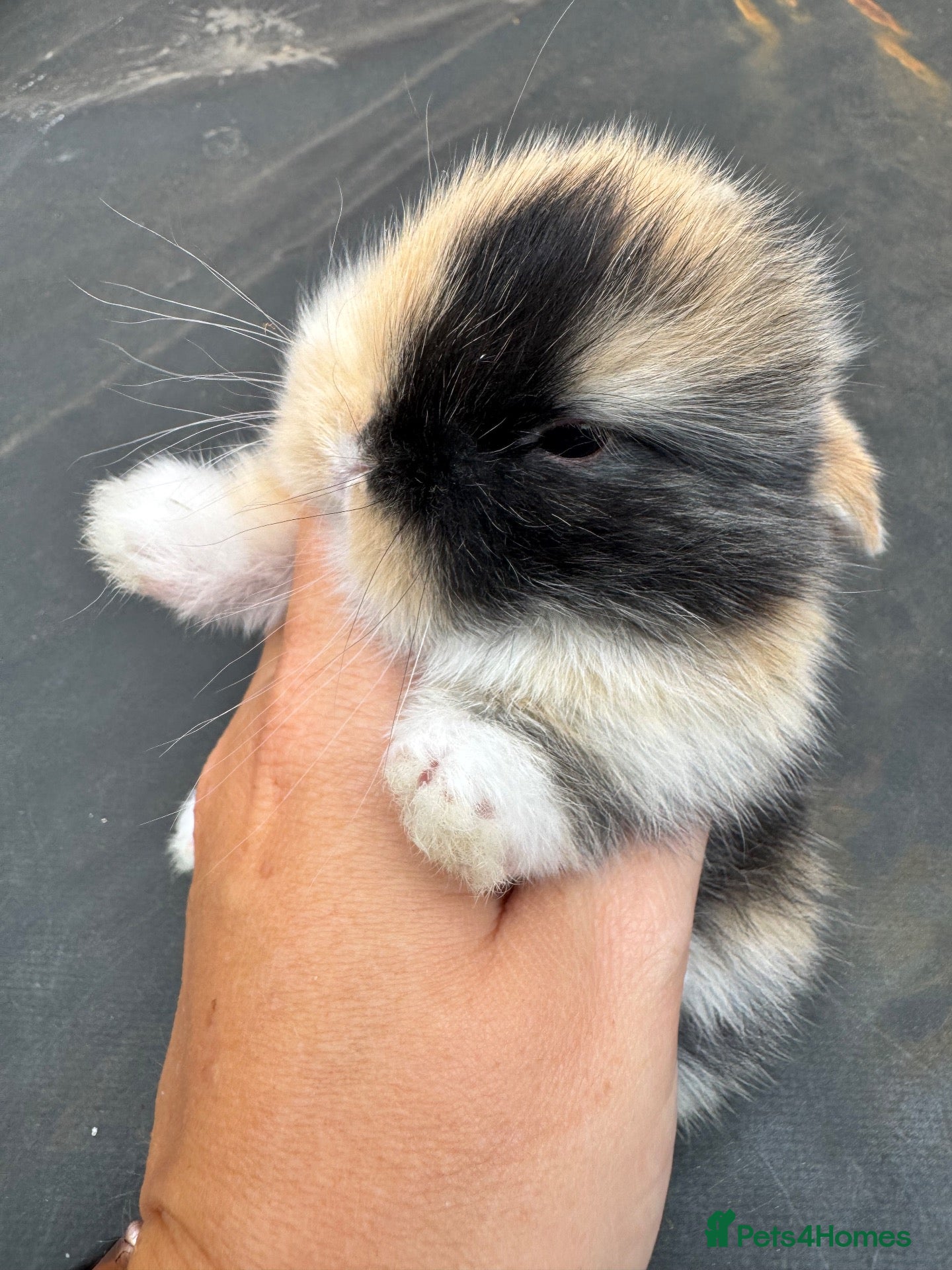 Mini Lop rabbits Mini lop baby bunnies  - Advert 1
