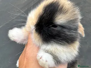Mini Lop rabbits Mini lop baby bunnies - Advert 1