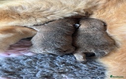 Chow Chow dogs for sale: Show Quality Chows  - Image 16