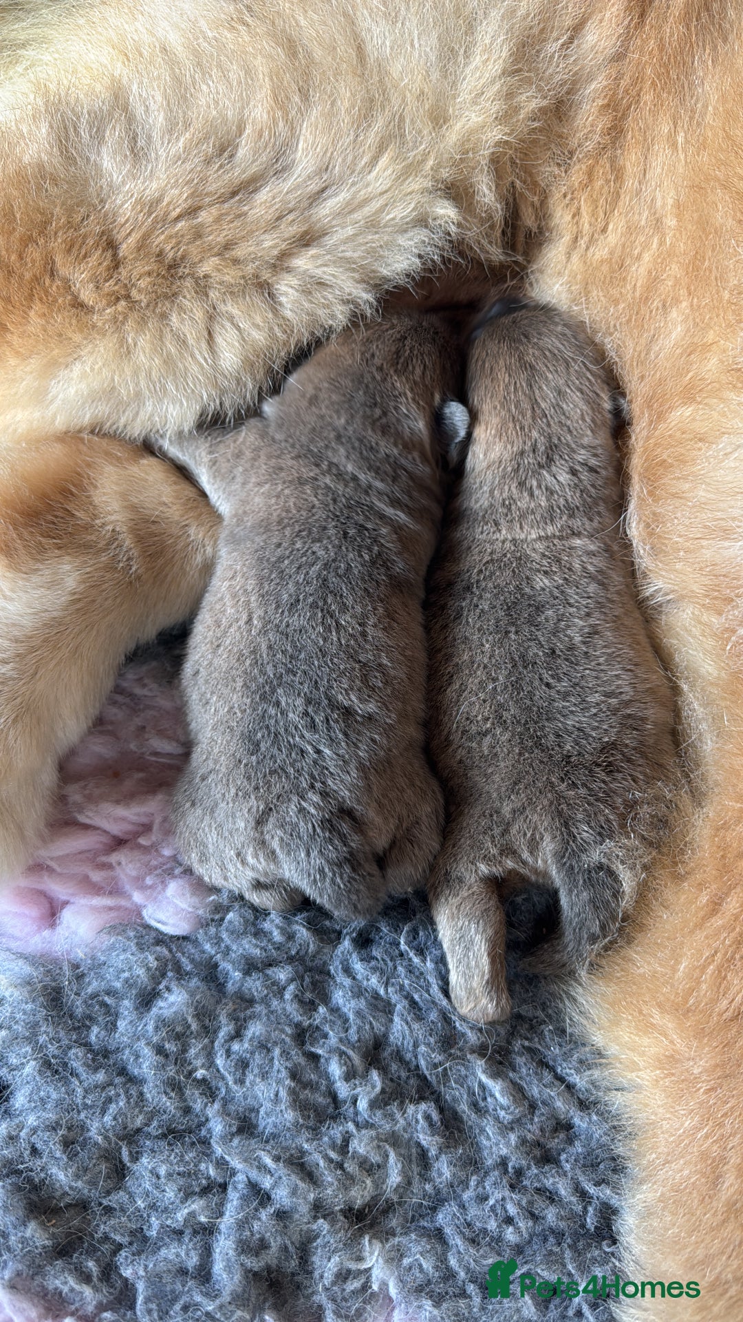 Chow Chow dogs for sale: Show Quality Chows  - Image 16