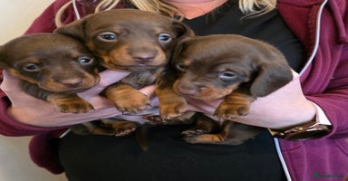 Miniature Dachshund dogs - Advert 10