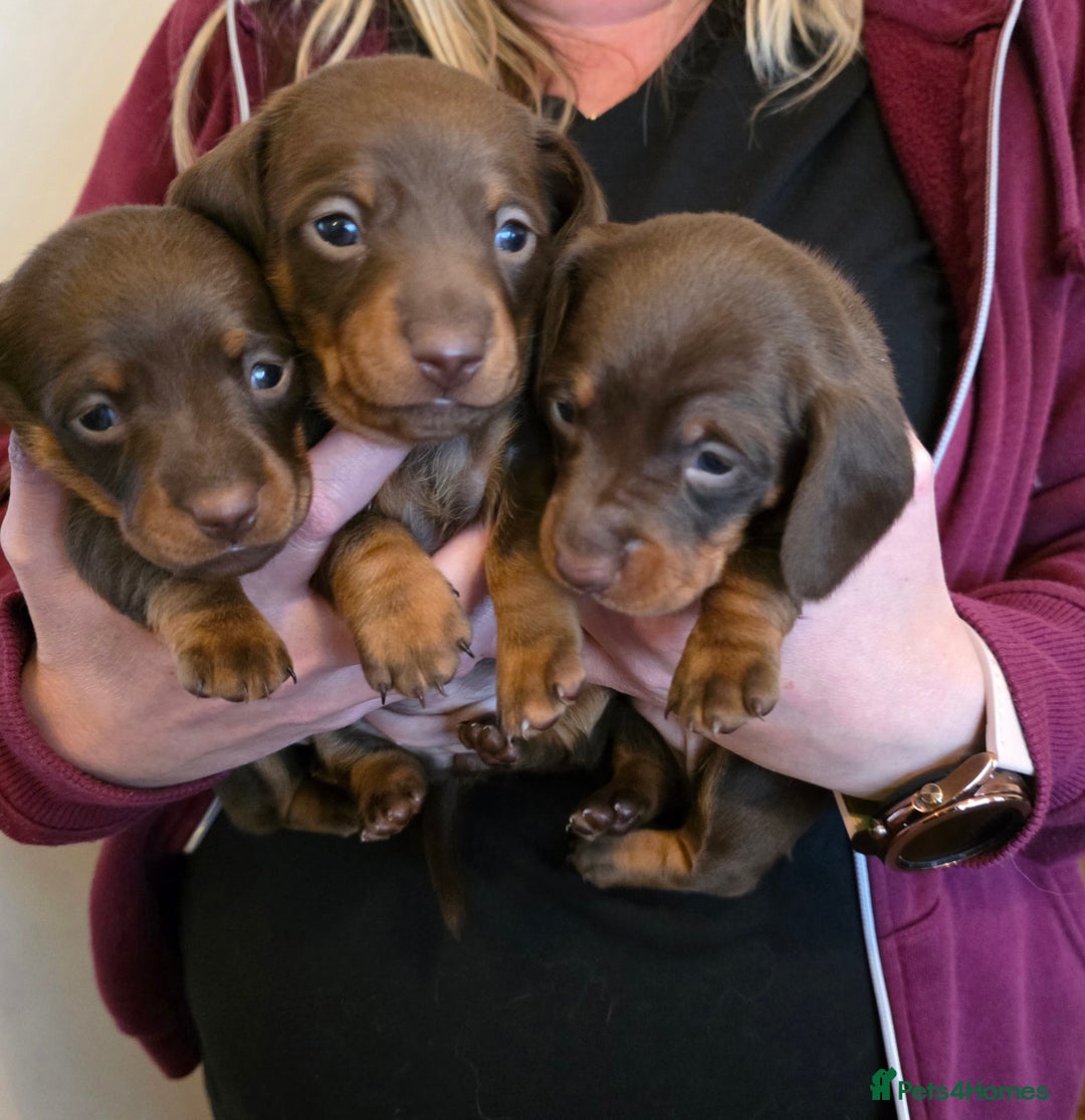 Miniature Dachshund dogs for sale: Beautiful KC registered miniature dachshund babies - Image 3