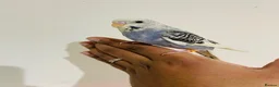 Budgerigars birds for sale: Hand reared budgies for sale  - Advert 3