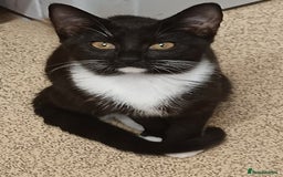 Domestic Shorthair cats for sale: Domestic short hair kittens  - Image 4