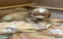 Cockapoo dogs for sale: Cockapoo Pups - Image 20
