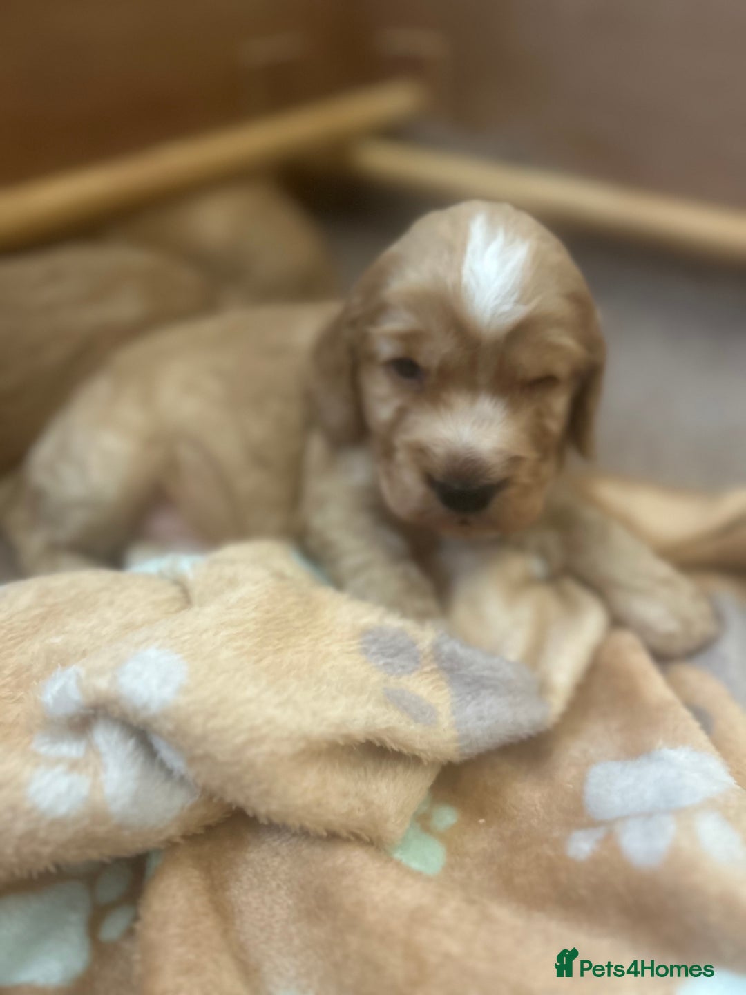 Cockapoo dogs for sale: Cockapoo Pups - Image 20