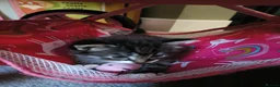 Mixed Breed cats for sale: Adorable kittens for sale  - Advert 6