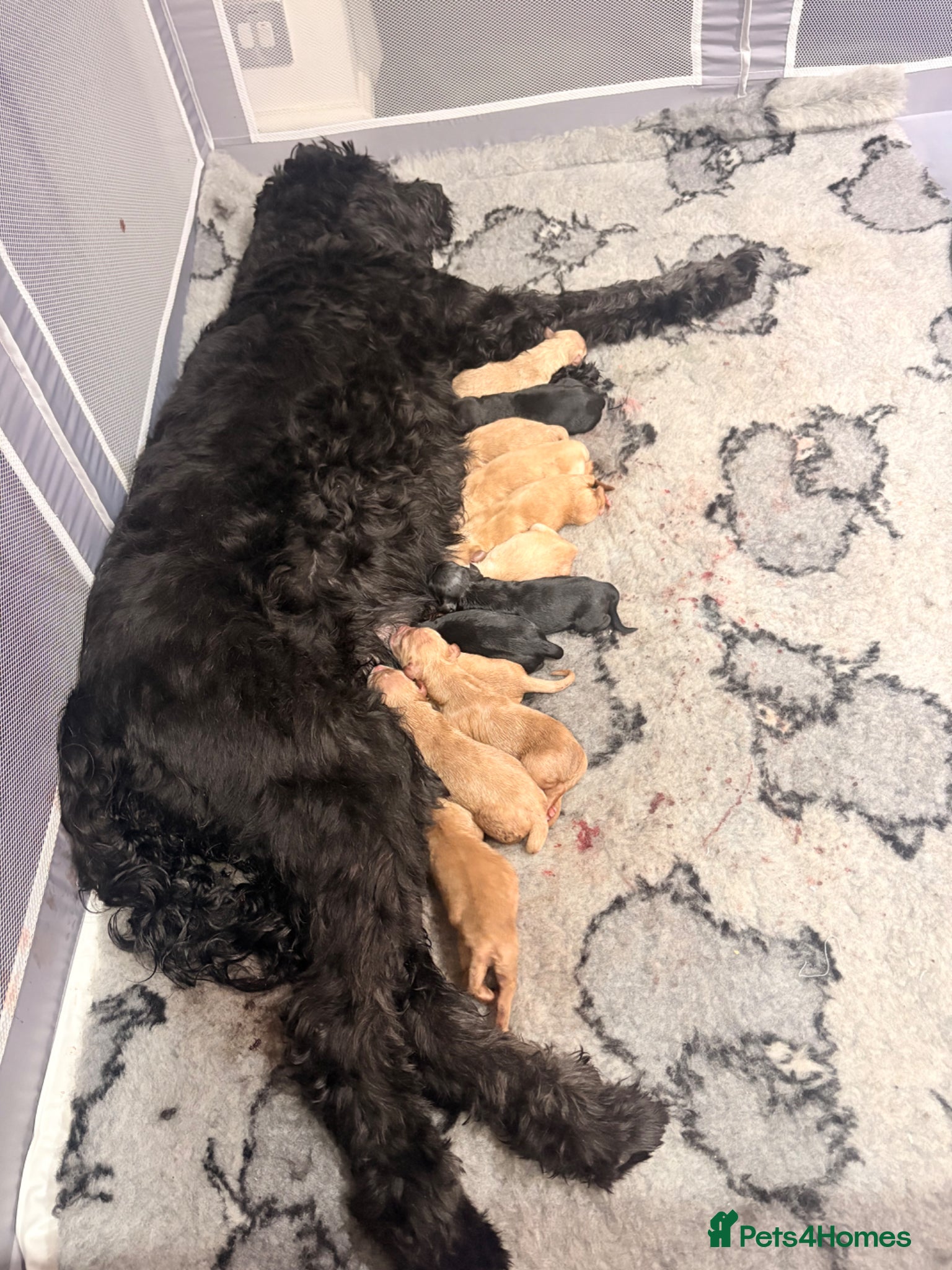 Mini Goldendoodle dogs Gorgeous litter Mini Goldendoodles, Therapy mum  - Advert 1