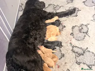 Mini Goldendoodle dogs Gorgeous litter Mini Goldendoodles, Therapy mum - Advert 1