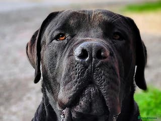 Boerboel dogs Beautiful Black Boerboel For STUD in Batley - Advert 3