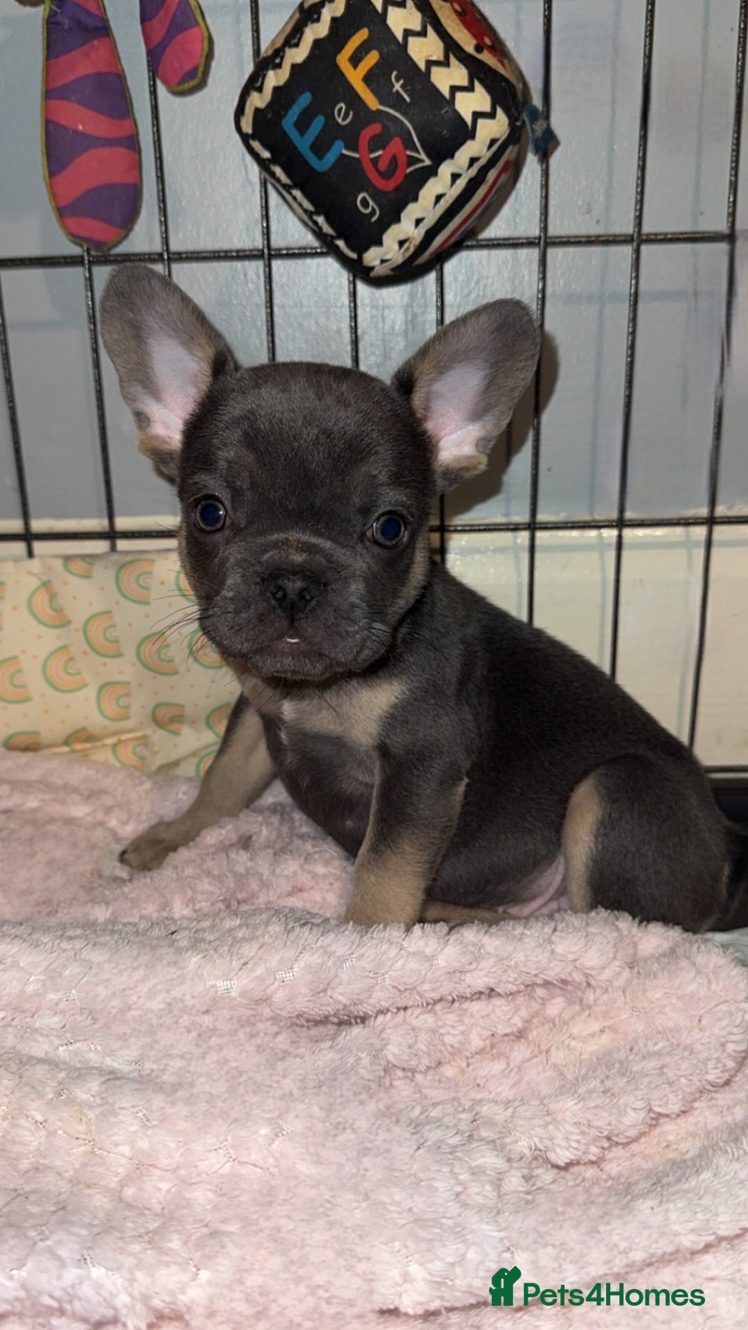 French Bulldog dogs for sale: REDUCED! French Bulldog puppies - Advert 6