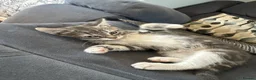 Mixed Breed cats for sale: Stunning kittens for sale in Bognor Regis - Advert 8