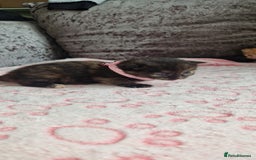 Mixed Breed cats for sale: Beautiful adorable kittens 💙🩵🩷 - Image 3