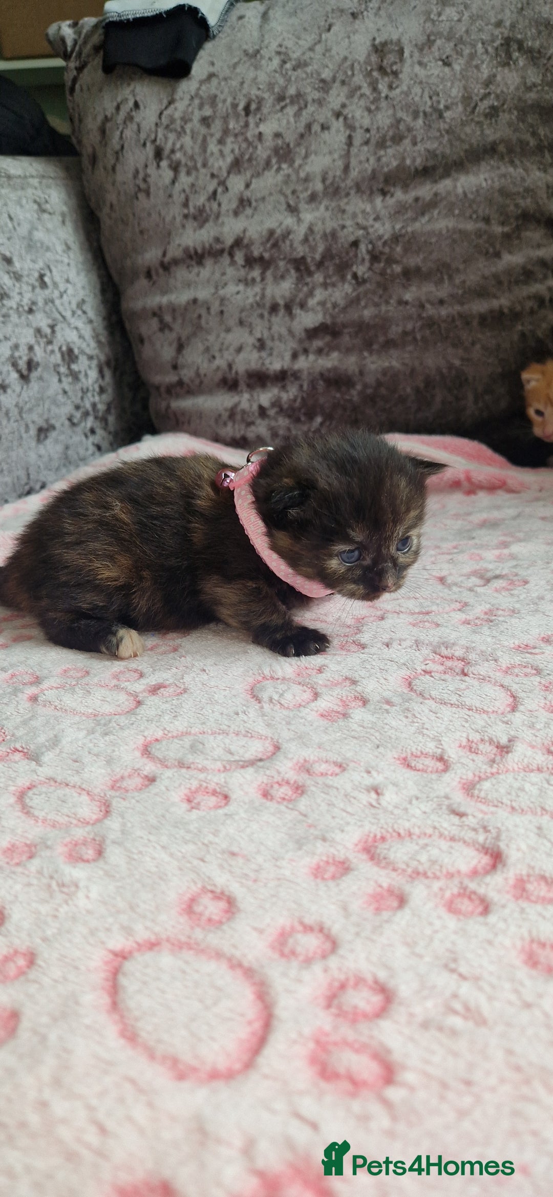 Mixed Breed cats for sale: Beautiful adorable kittens 💙🩵🩷 - Image 3