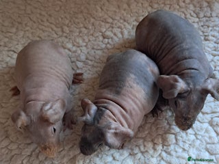 Guinea Pig rodents BEAUTIFUL BABY SKINNY PIGS - Advert 12