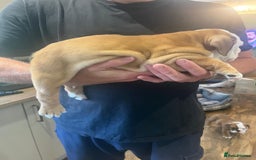 English Bulldog dogs for sale: English bulldog puppies - Image 11