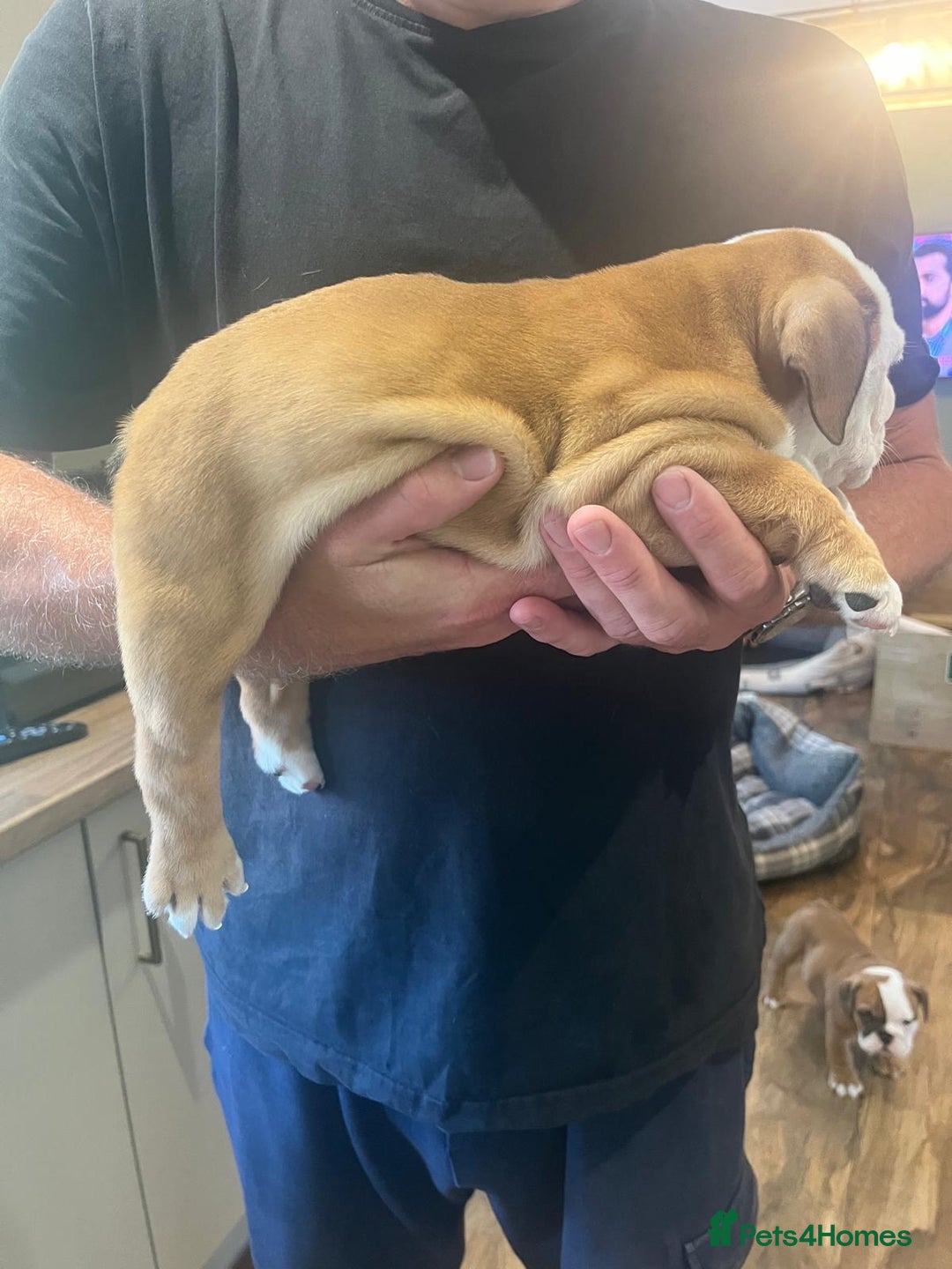 English Bulldog dogs for sale: English bulldog puppies - Image 11