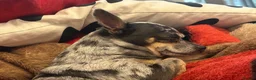 Chihuahua dogs for stud: merle chihuahua for stud in Manchester - Advert 4