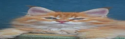 Maine Coon cats for sale: RED tabby Maine coon MALE - Advert 2