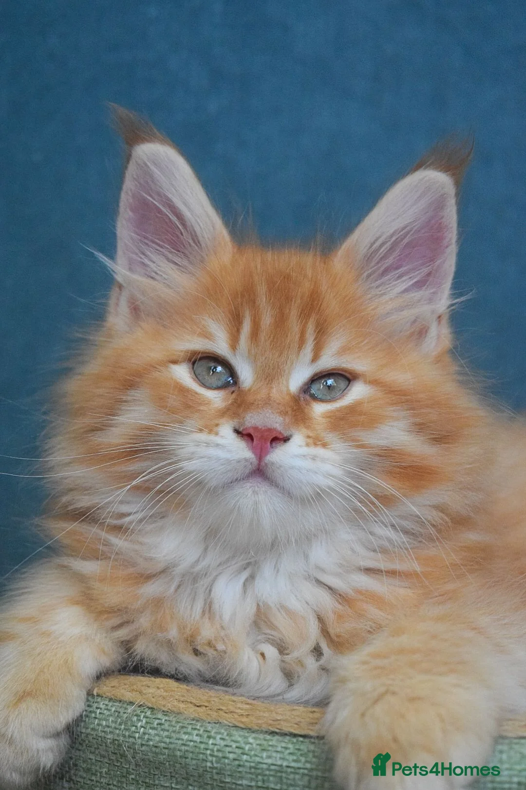 Maine Coon cats for sale: RED tabby Maine coon MALE - Advert 2